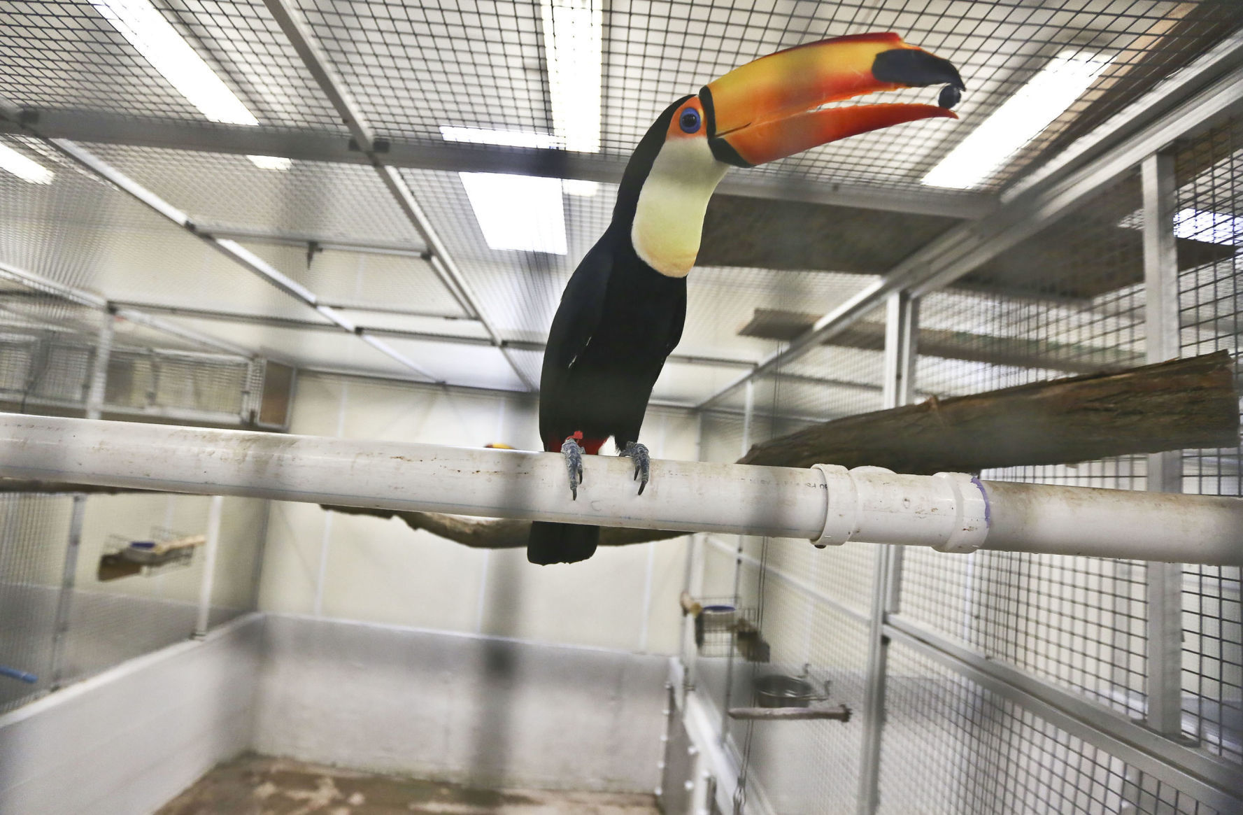 Toucan